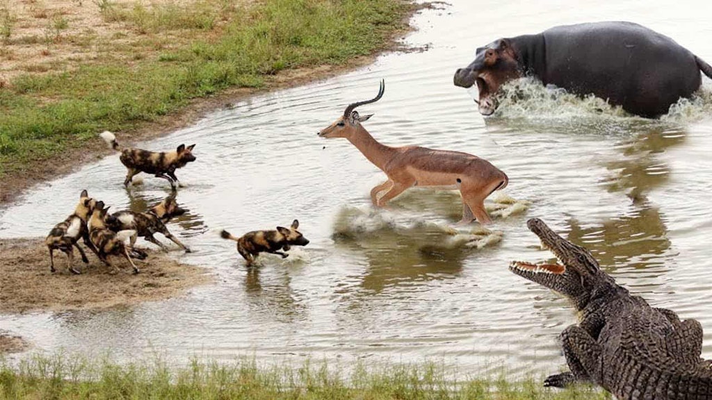 Watering Hole Attack