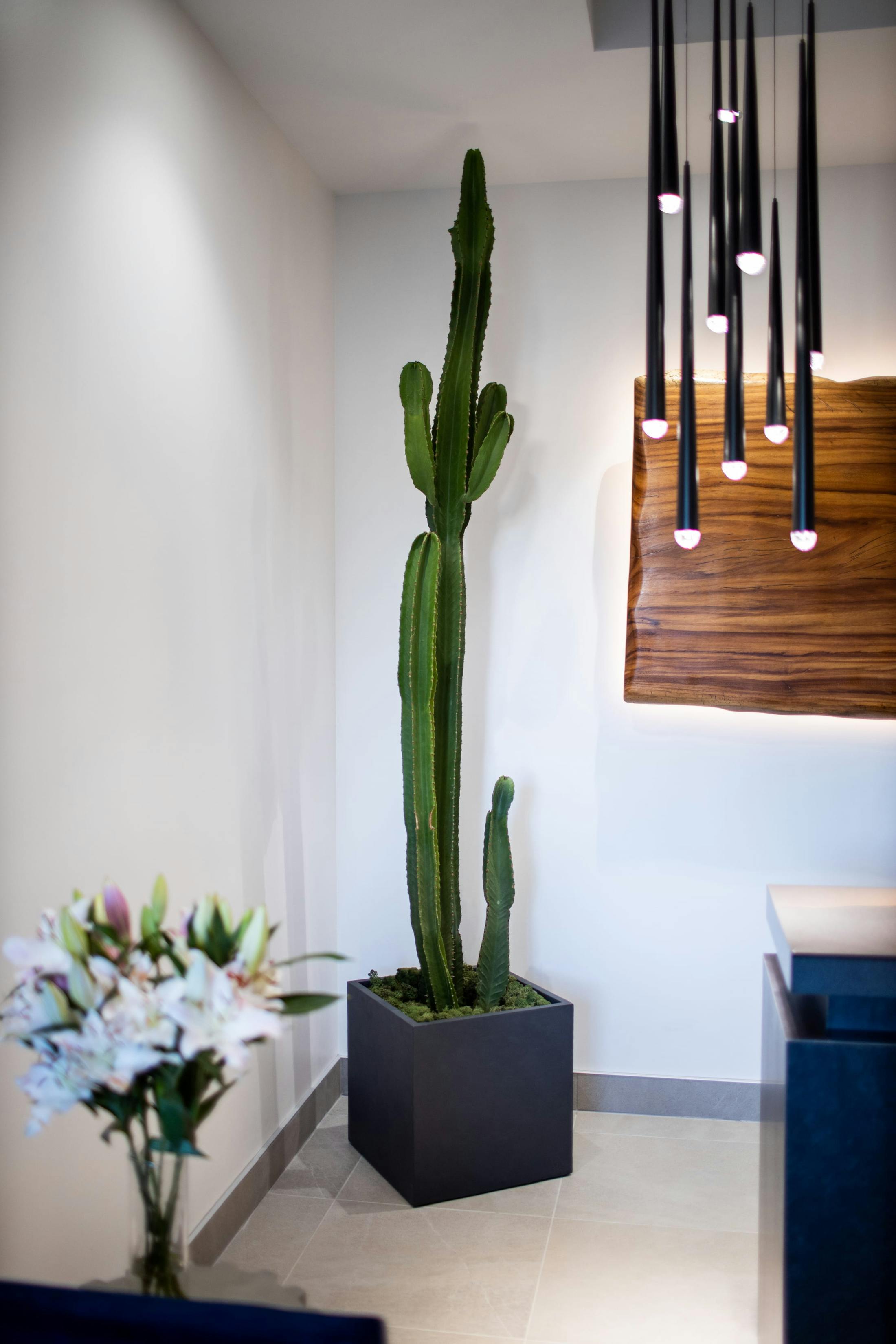 cactus in the corner of an office