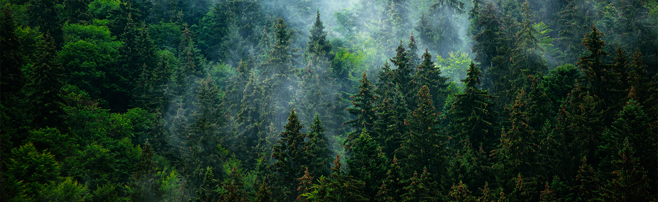 Trees we plant today are the forests we enjoy tomorrow