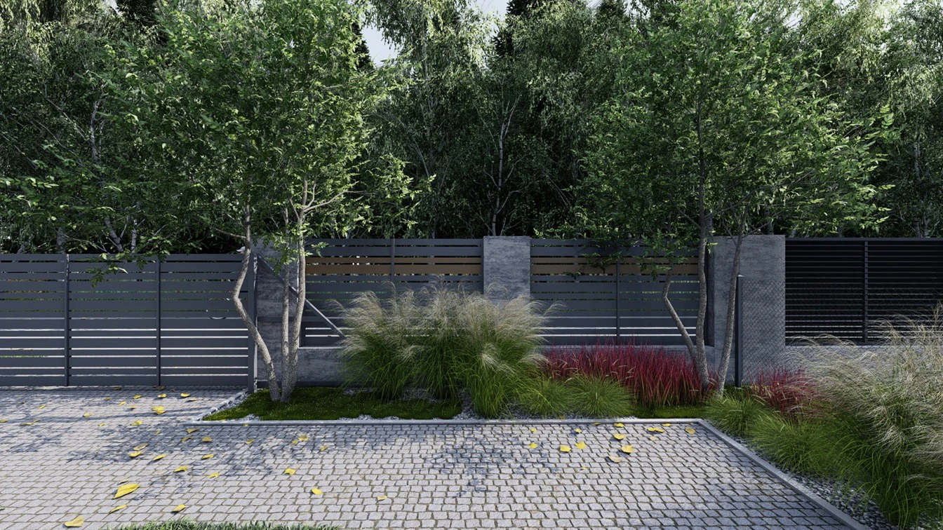 Świdośliwa w towarzystwie traw ozdobnych.