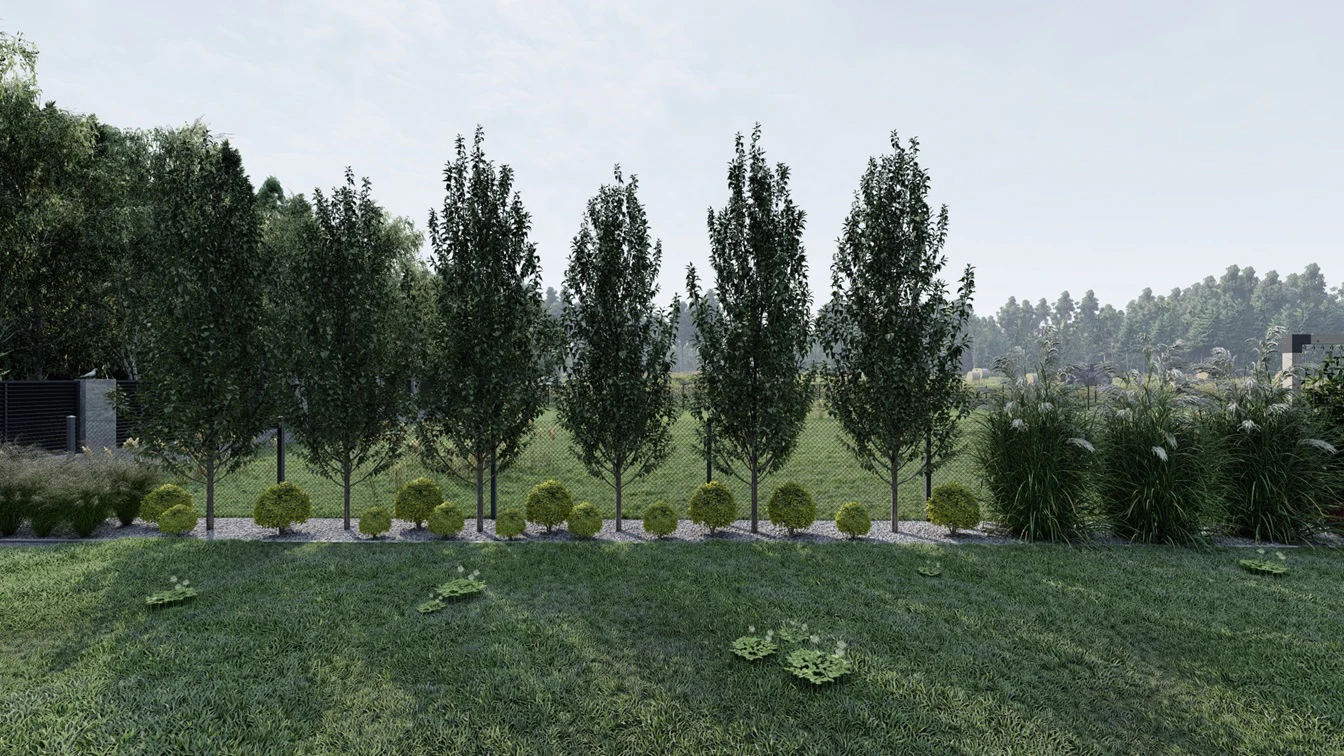 Nasadzenia drzew liściastych w kolumnowej odmianie.