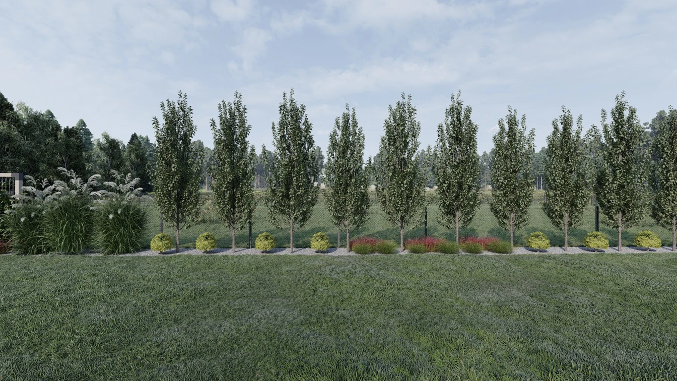 Kolumnowy pokrój buka na rabacie w towarzystwie kulistych krzewów ostrokrzewu karbowatolistnego.