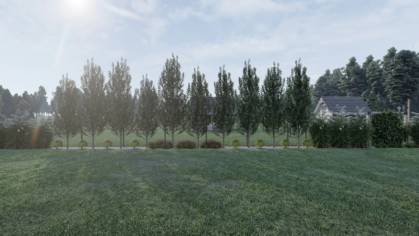 Czerwona trawa ozdobna tworząca akcent pomiędzy pniami buka.