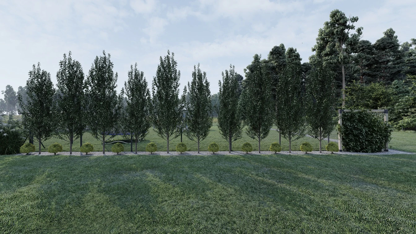 Zielona ściana z drzew buka w odmianie kolumnowej.