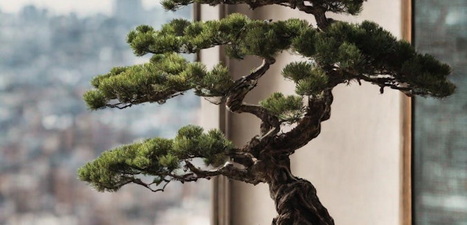 Prompt: bonsai tree sitting on a windowsill overlooking the city