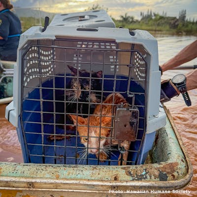 People & Pets in Hawaii