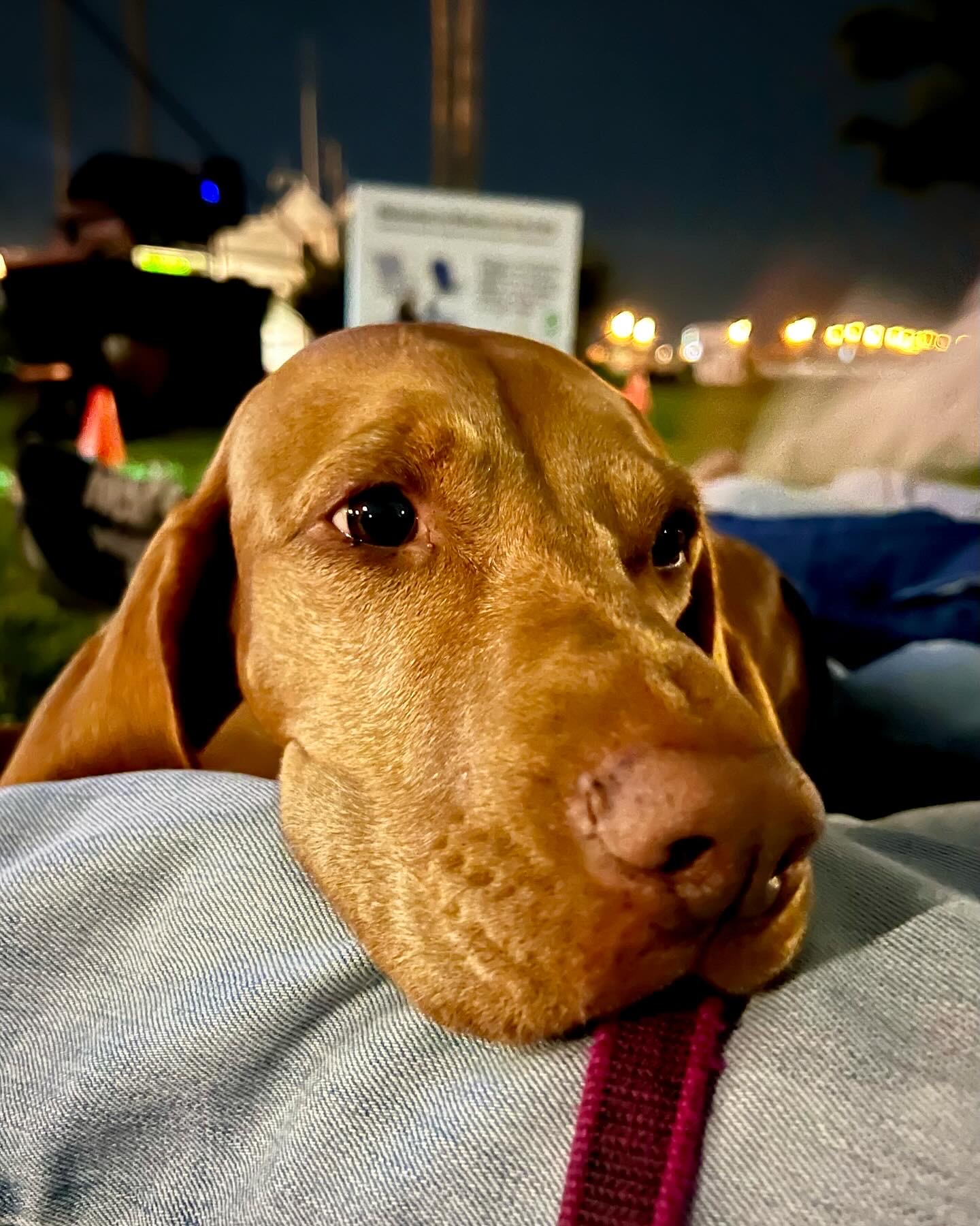 355017bb 6de7 4ae6 B587 C0f54d199a06: animal, canine, dog, hound, mammal, pet, puppy, building, outdoors, shelter