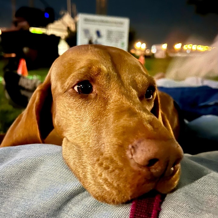 355017bb 6de7 4ae6 B587 C0f54d199a06: animal, canine, dog, hound, mammal, pet, puppy, building, outdoors, shelter