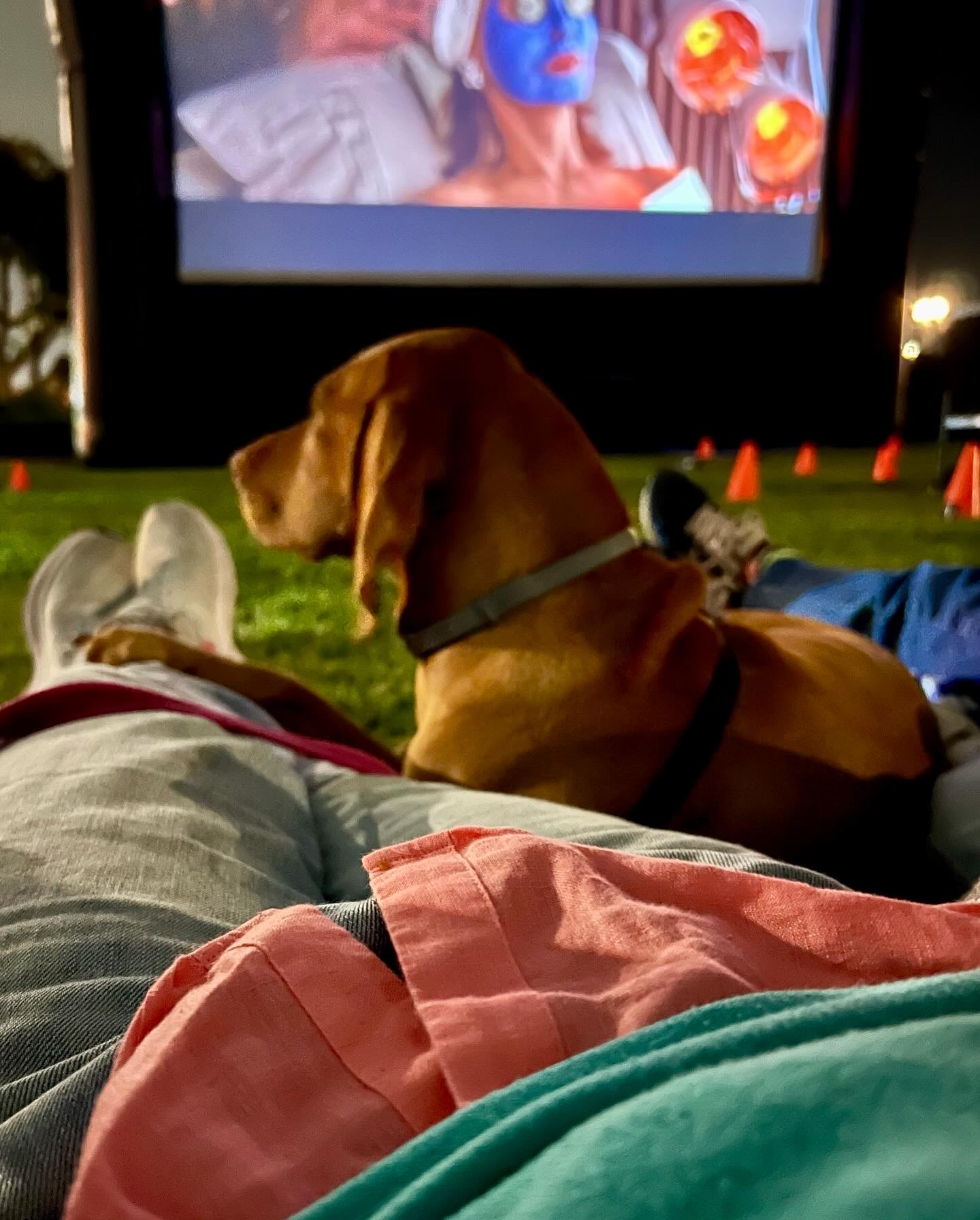 Cc1c6d0f 4c30 9e55 814134b470dd: electronics, screen, computer hardware, hardware, monitor, tv, puppy, adult, man, person