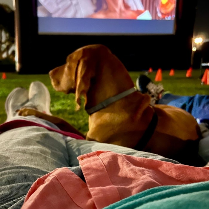 Cc1c6d0f 4c30 9e55 814134b470dd: electronics, screen, computer hardware, hardware, monitor, tv, puppy, adult, man, person