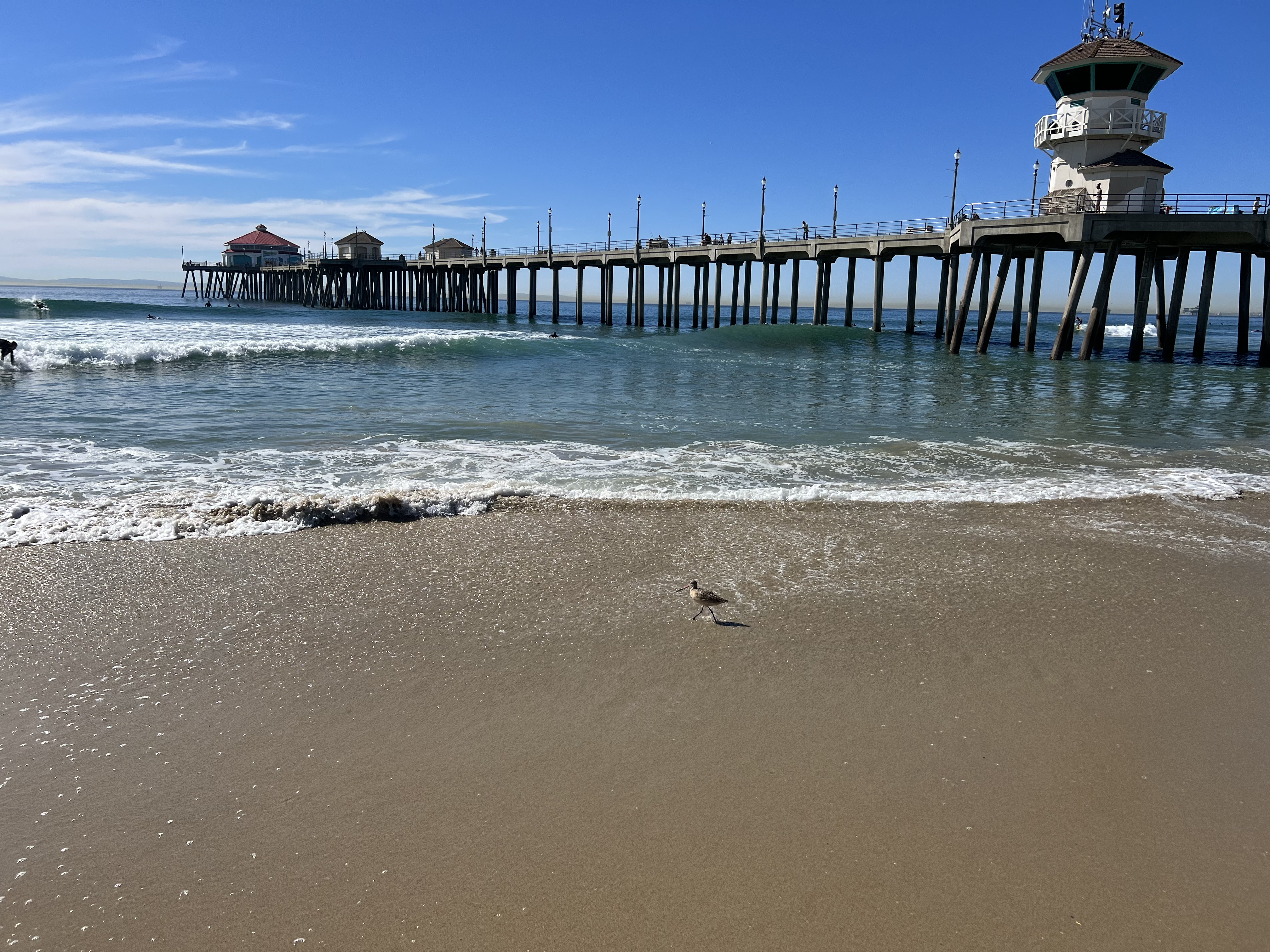 Img: pier, water, waterfront, port, animal, bird, person