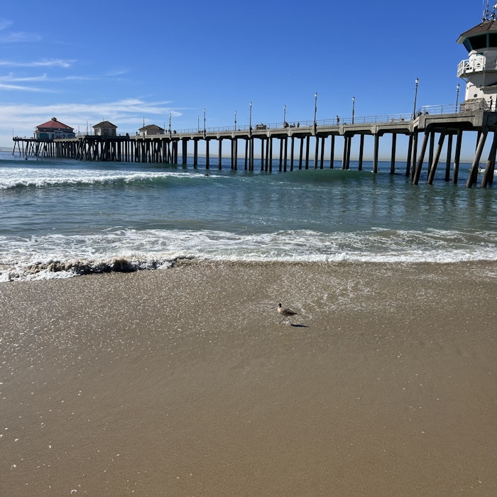 Img: pier, water, waterfront, port, animal, bird, person