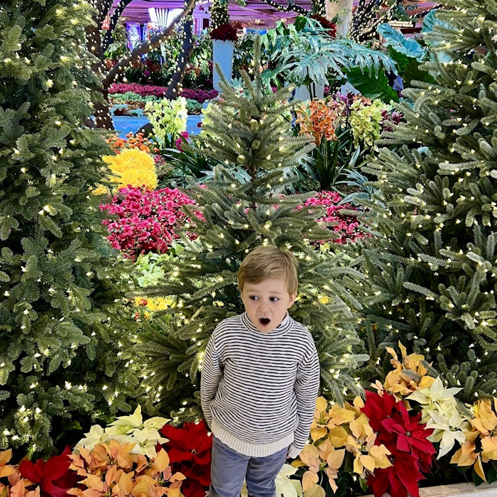 Img: boy, child, male, person, plant, tree, face, head, portrait, potted plant
