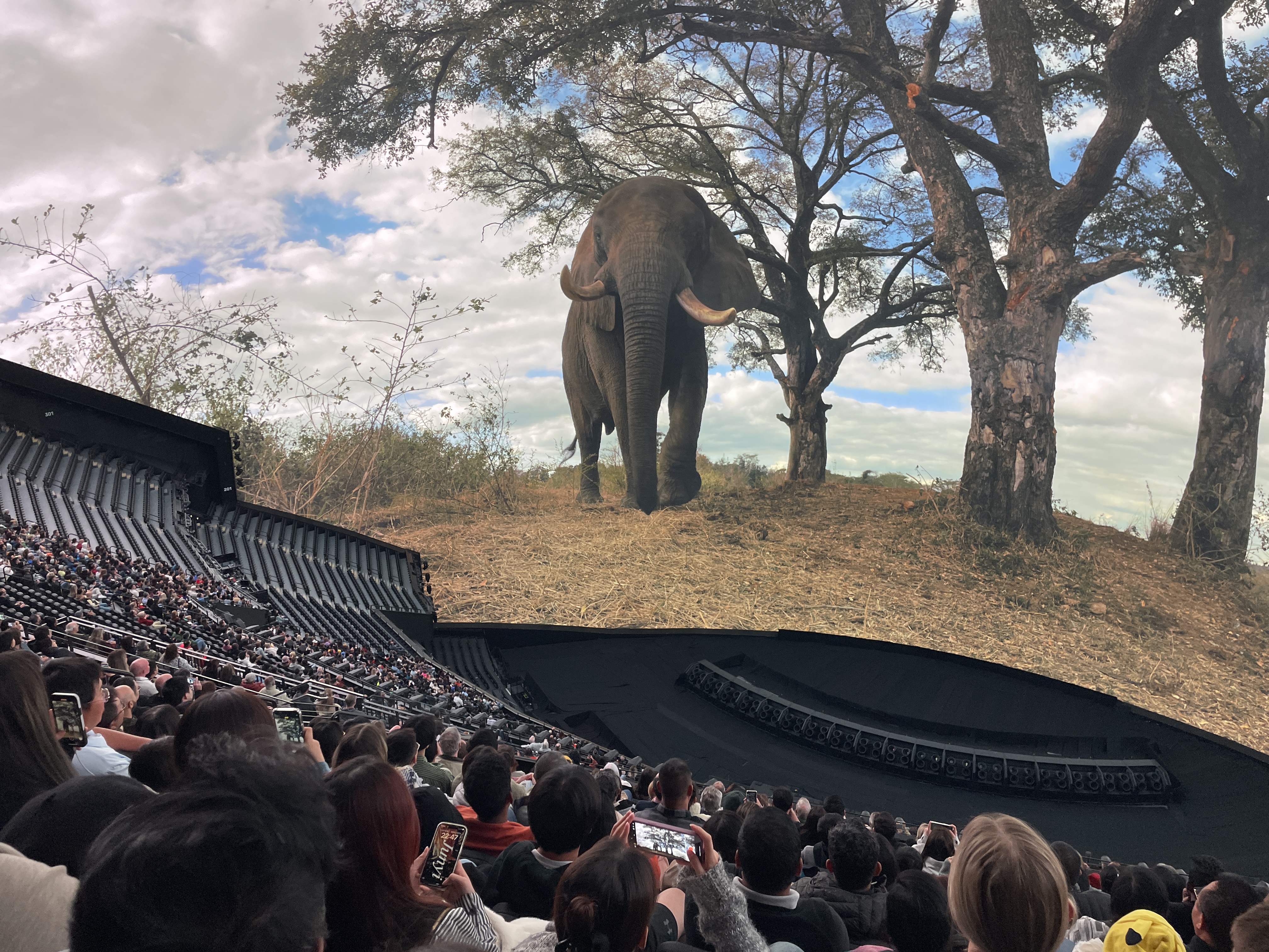 Img: adult, female, person, woman, elephant, crowd, boy, child, male, people