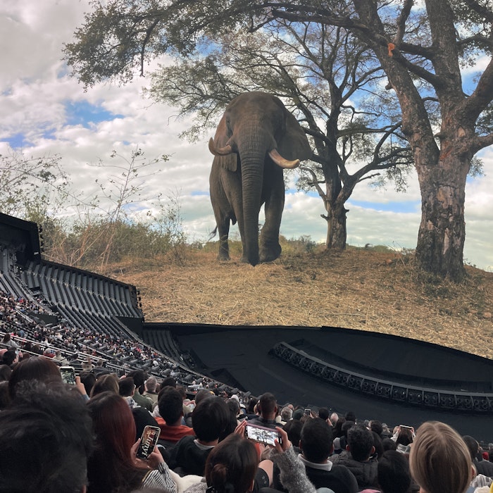 Img: adult, female, person, woman, elephant, crowd, boy, child, male, people