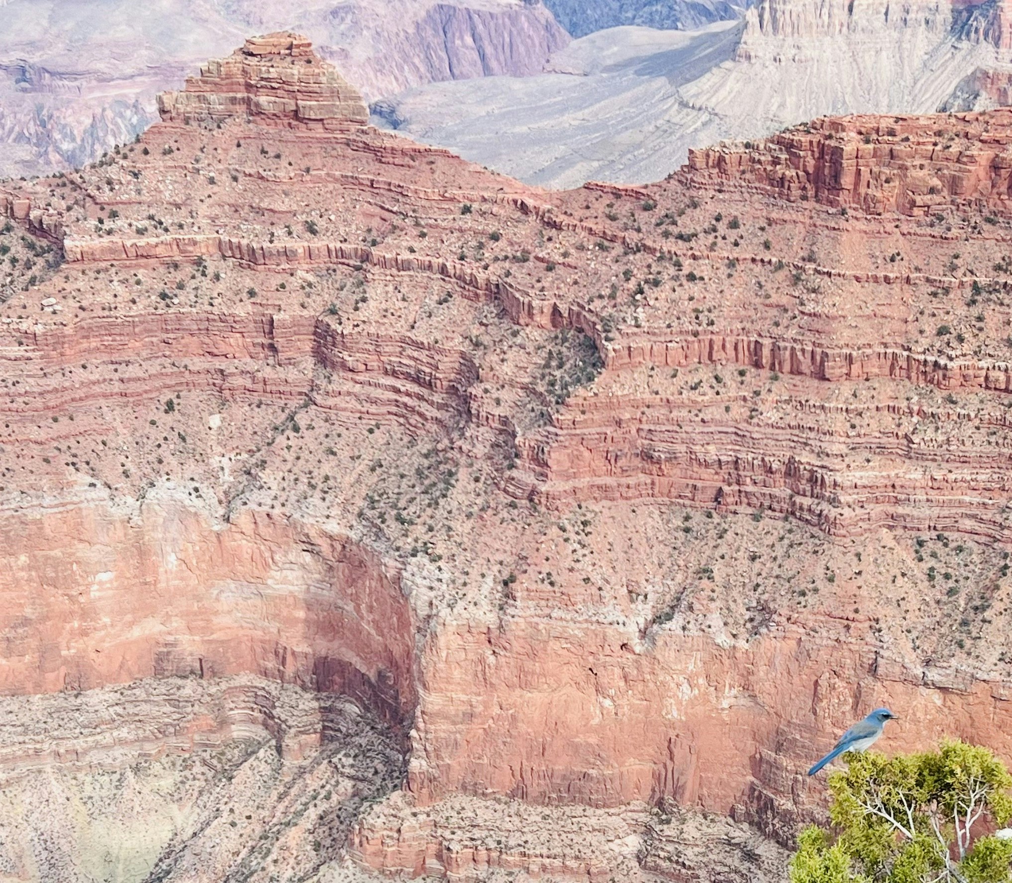 Img: rock, mountain, nature, outdoors, valley, canyon, scenery, cliff, bird, grand canyon