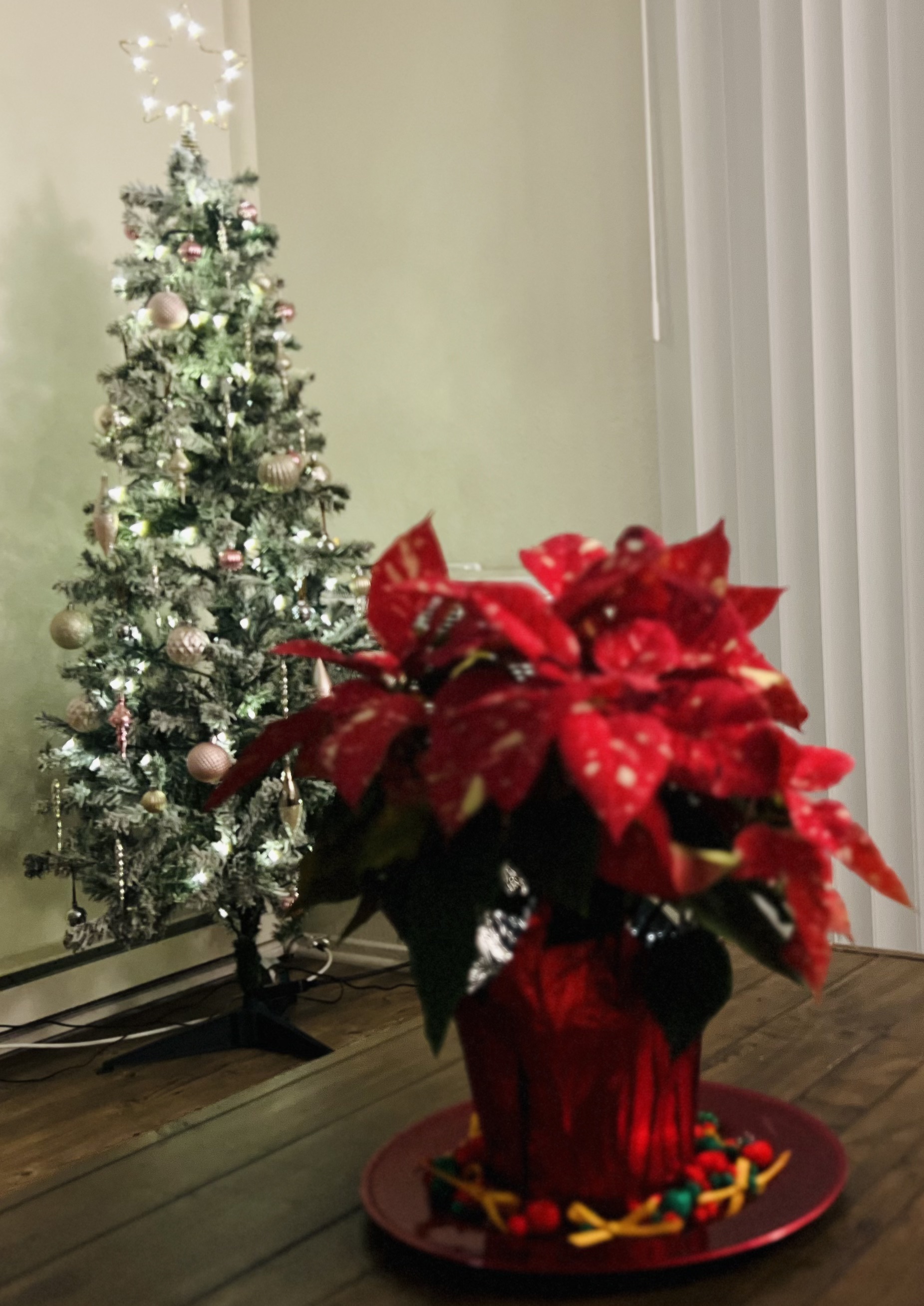 Img: christmas, christmas decorations, festival, christmas tree, plant, tree