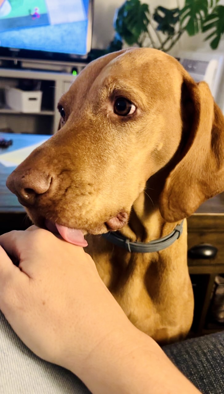 Img: canine, dog, hound, mammal, pet, computer hardware, hardware, monitor, screen, puppy