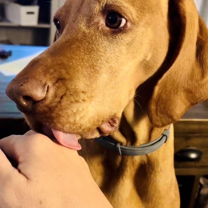 Img: canine, dog, hound, mammal, pet, computer hardware, hardware, monitor, screen, puppy