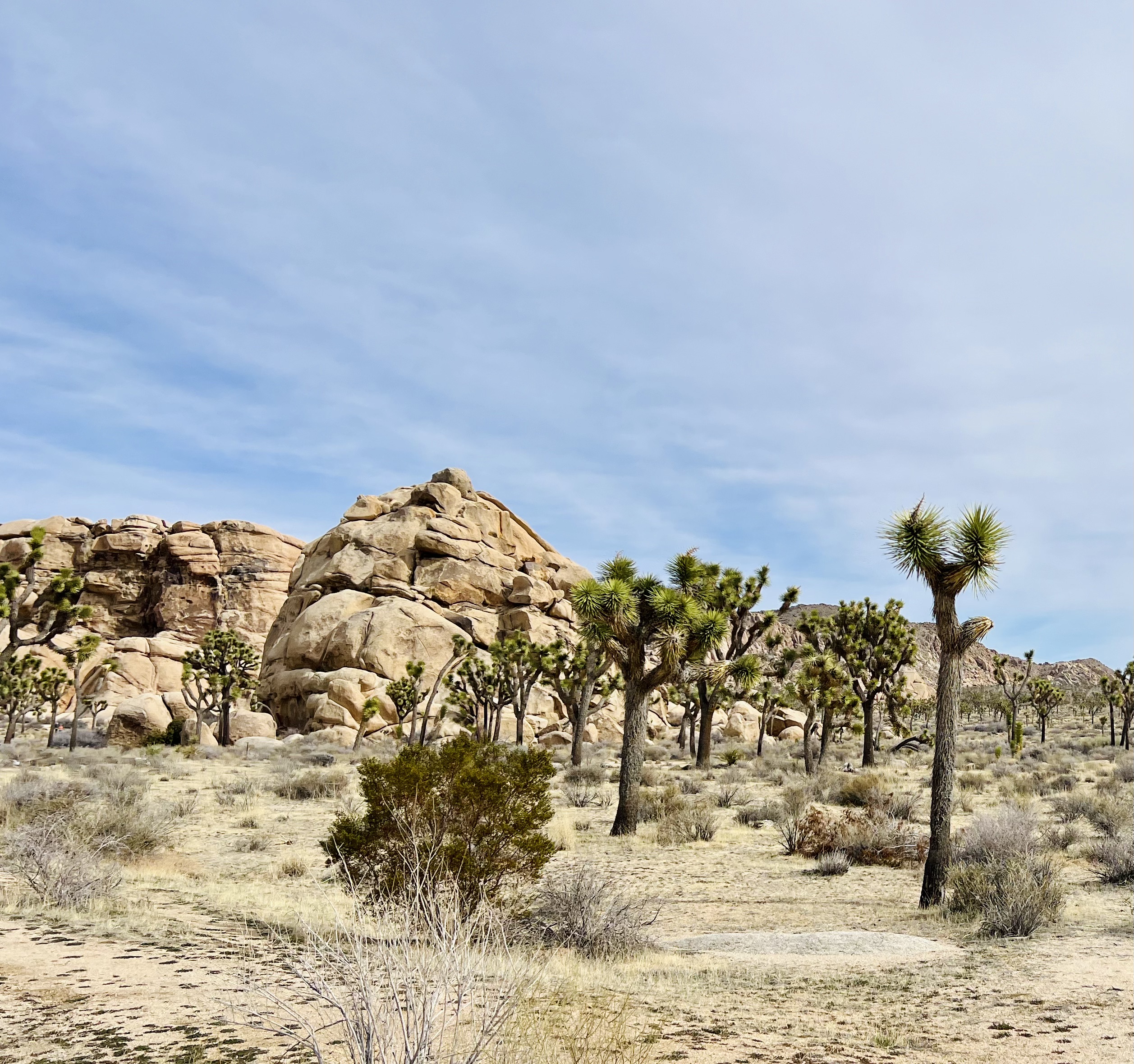 Img: ground, nature, outdoors, field, grassland, scenery, wilderness, plant, tree