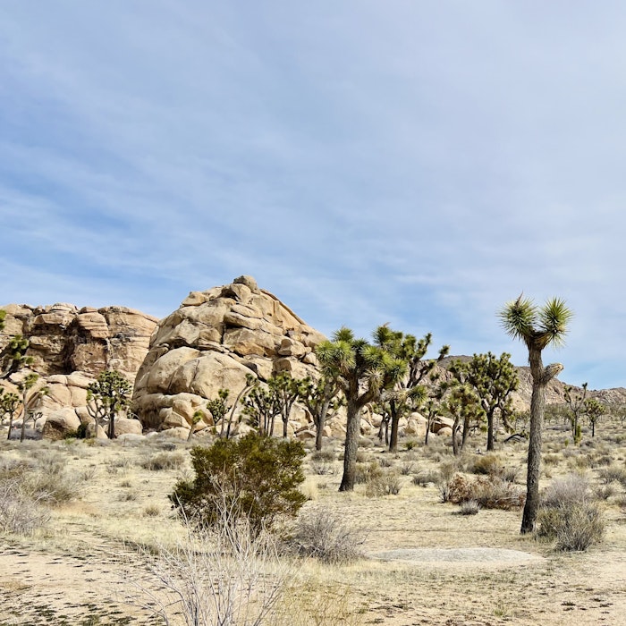 Img: ground, nature, outdoors, field, grassland, scenery, wilderness, plant, tree