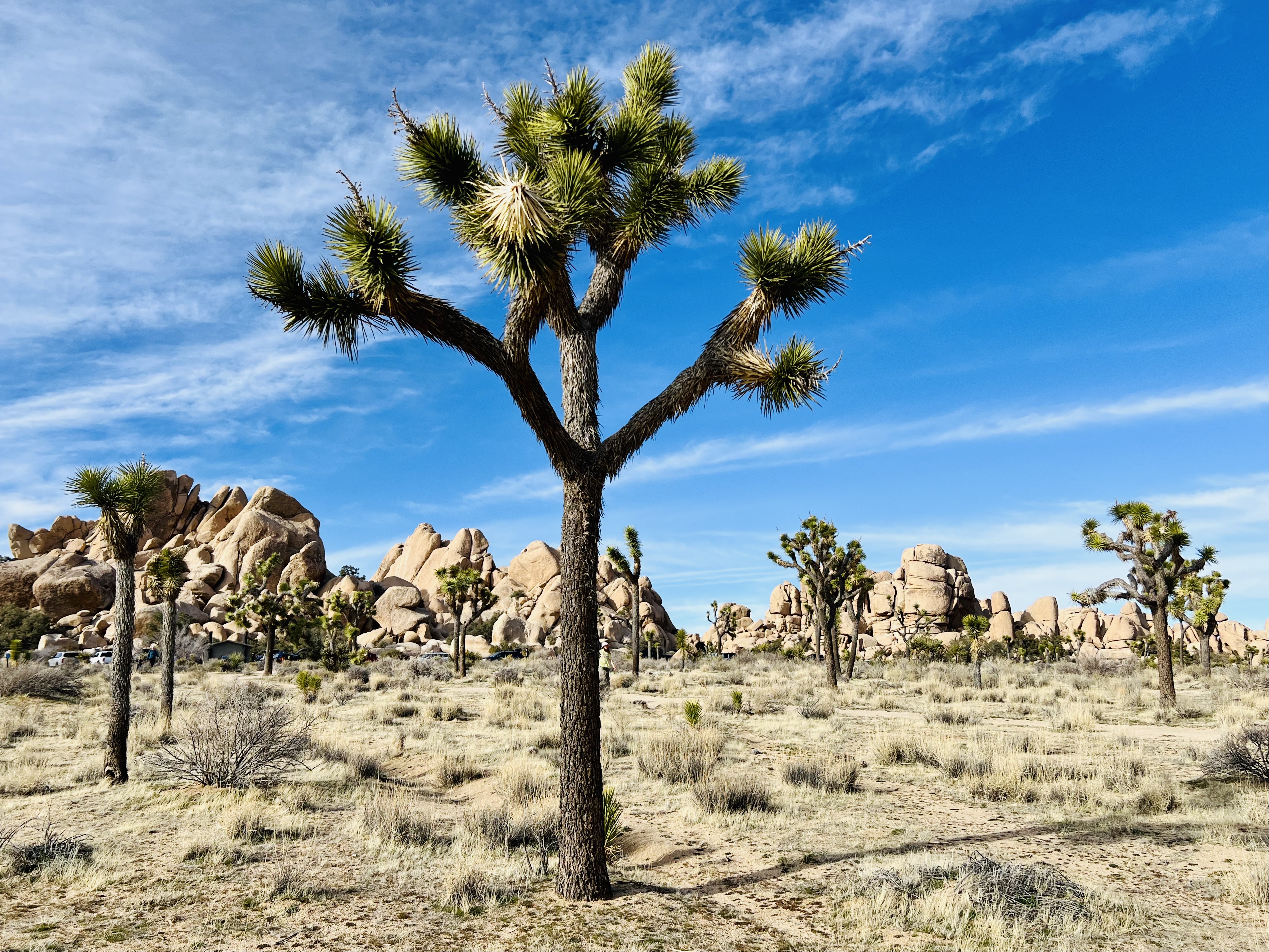 Img: ground, nature, outdoors, scenery, plant, tree