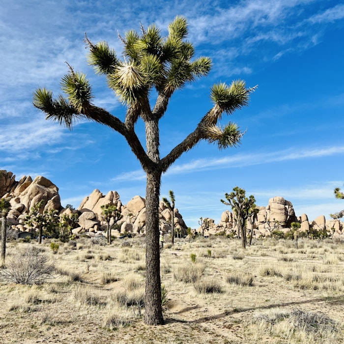 Img: ground, nature, outdoors, scenery, plant, tree