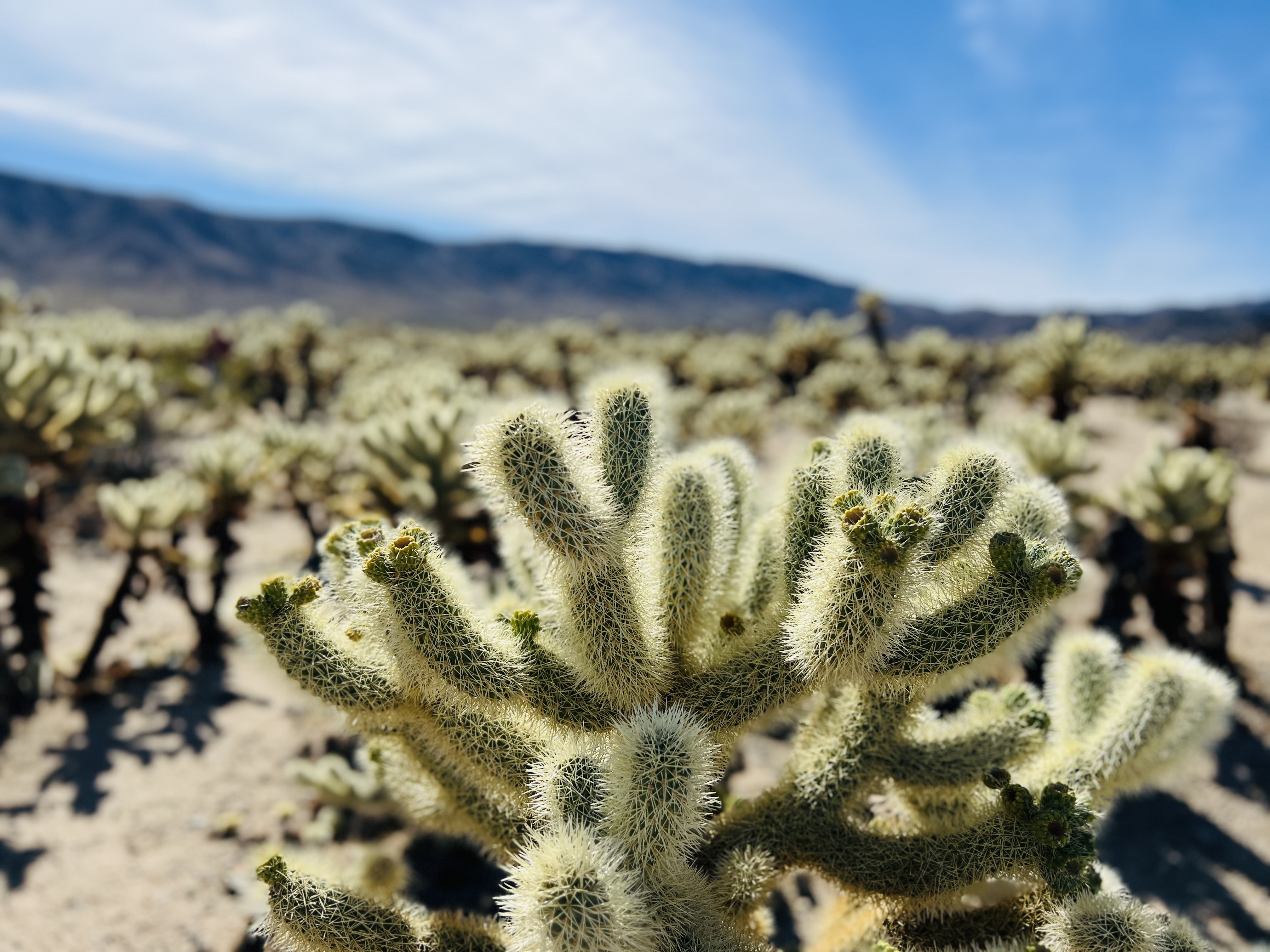 Img: plant, cactus