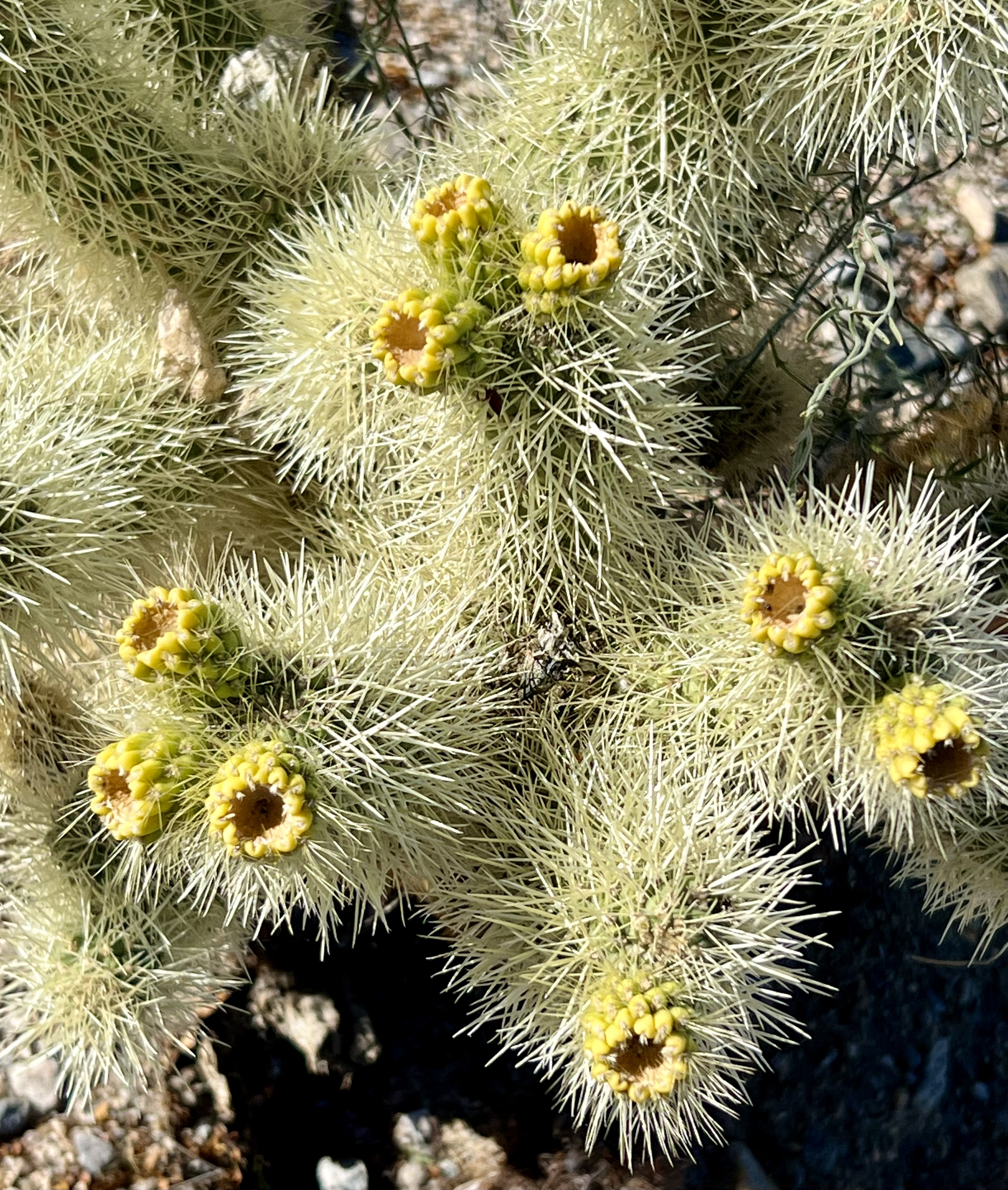 Img: plant, cactus
