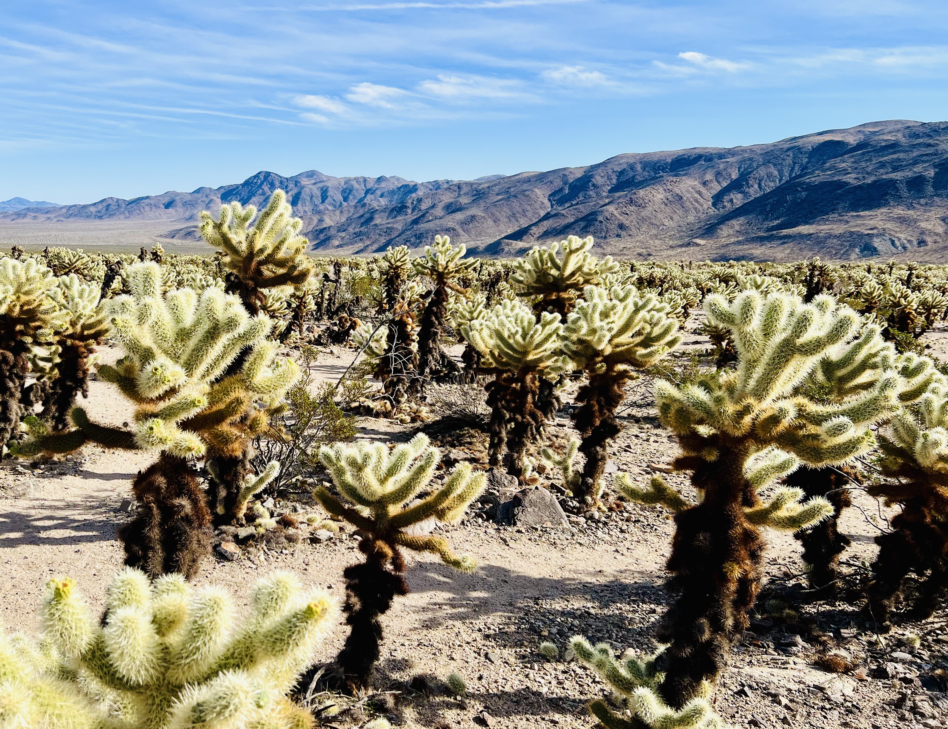 Img: plant, nature, outdoors, scenery, cactus
