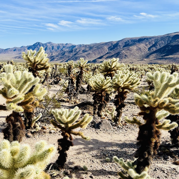 Img: plant, nature, outdoors, scenery, cactus