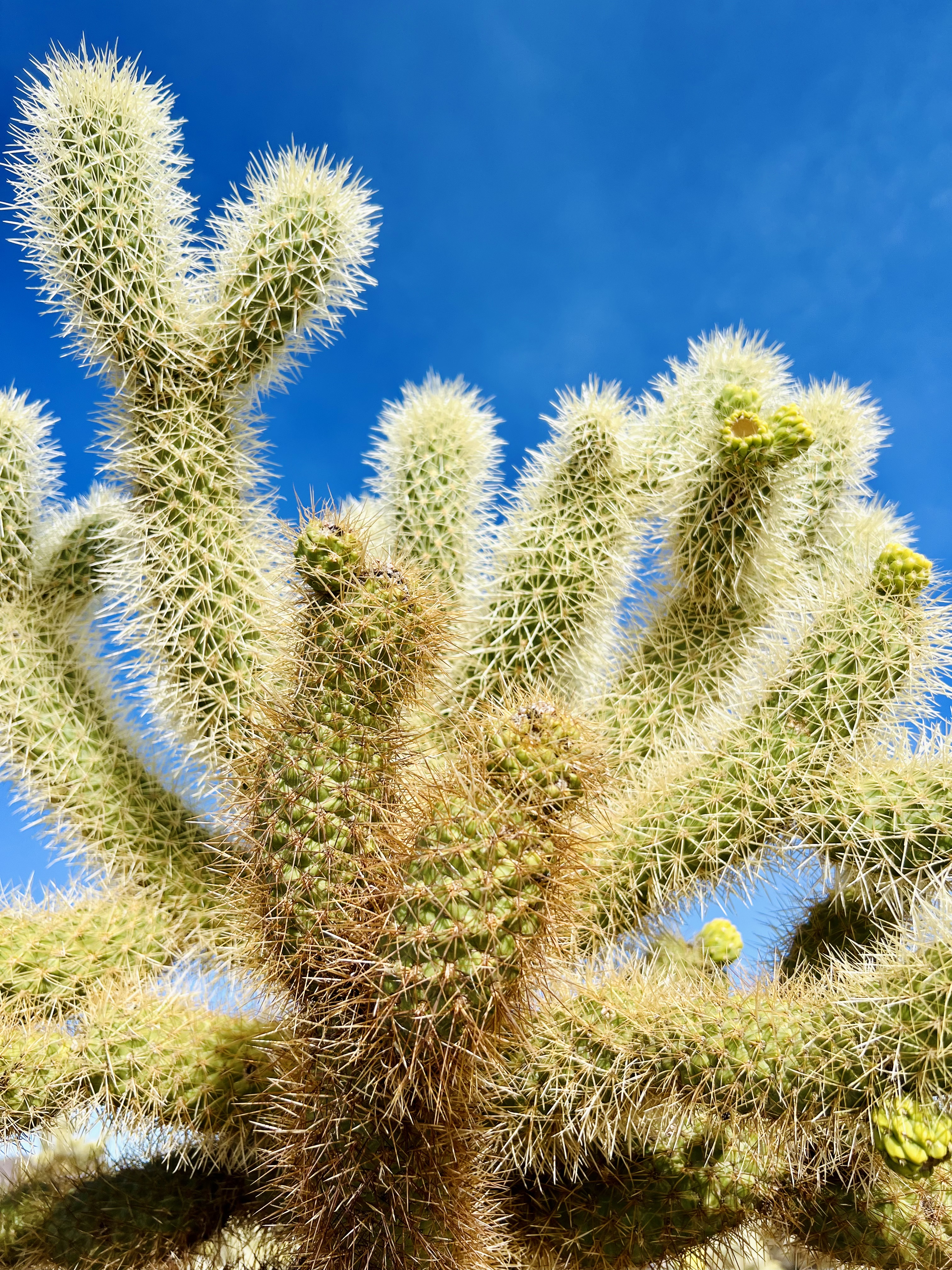 Img: plant, cactus, ball, sport, tennis, tennis ball