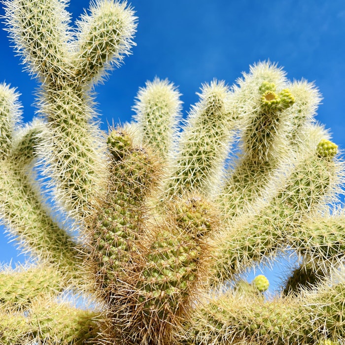 Img: plant, cactus, ball, sport, tennis, tennis ball