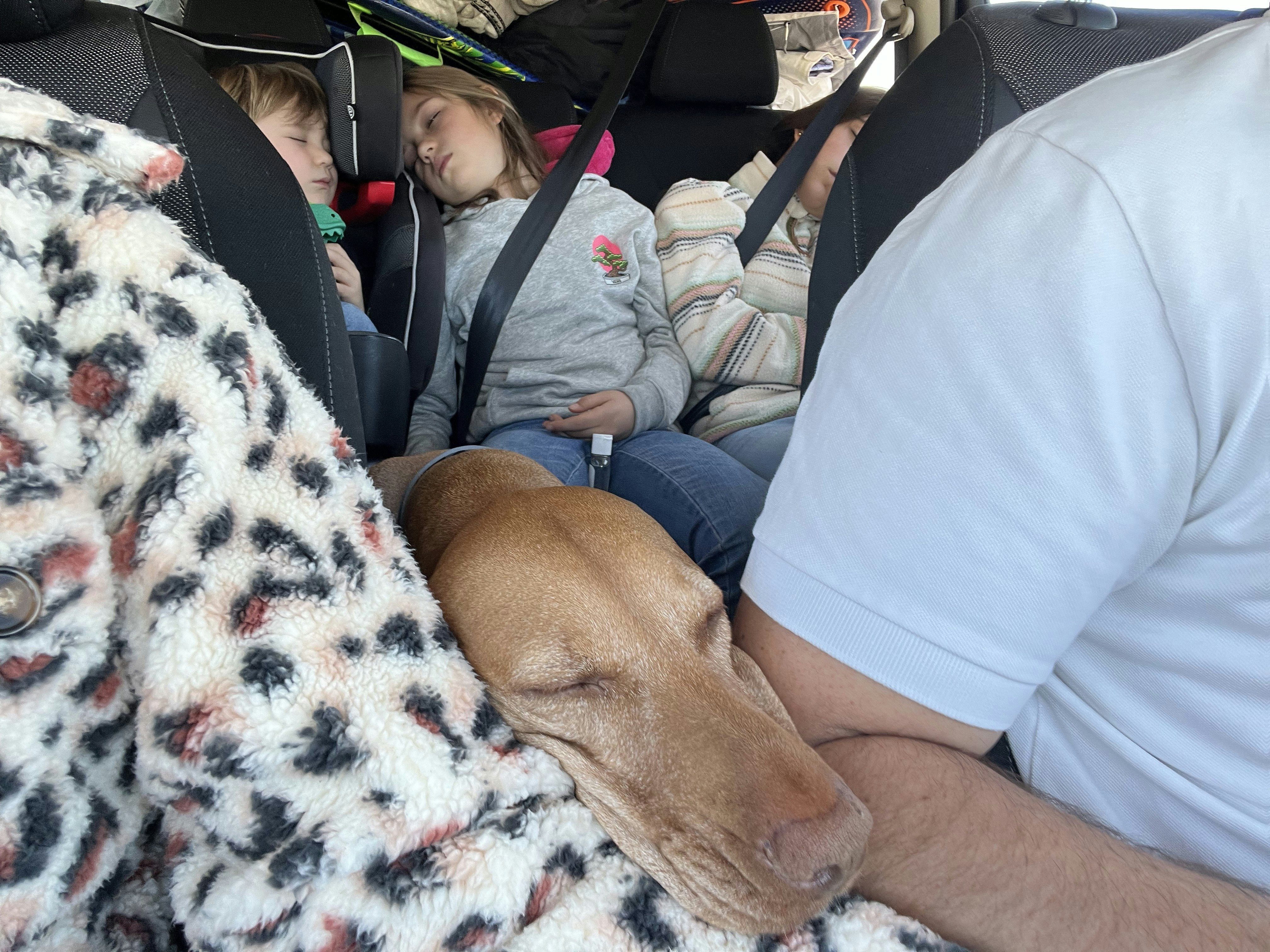 Img: person, sleeping, cushion, dog, hound, portrait, adult, male, man, baby