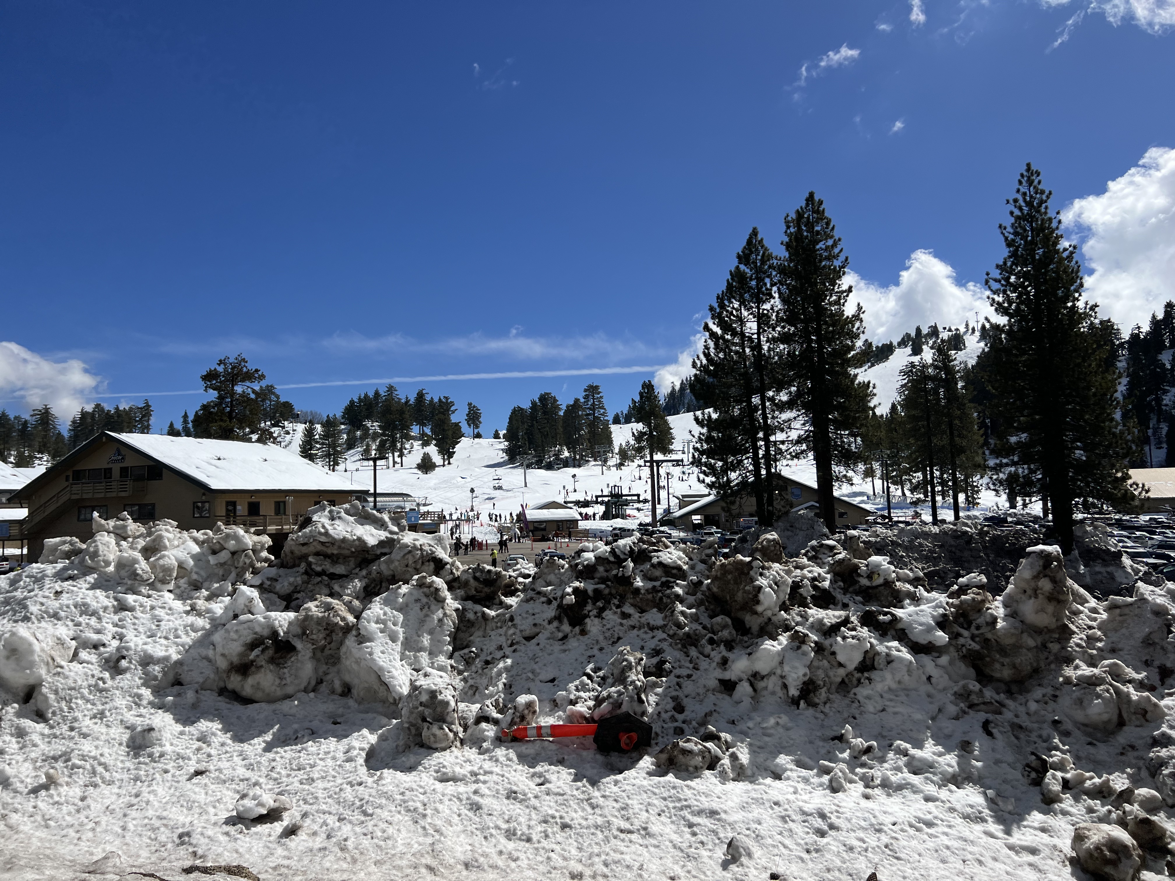 Img: tree, fir, outdoors, shelter, person, nature, handbag, hut, pine, scenery