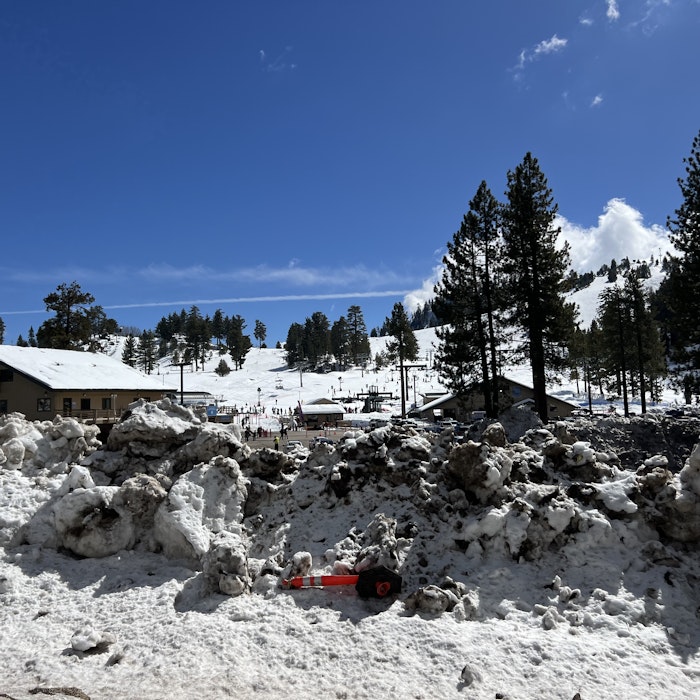 Img: tree, fir, outdoors, shelter, person, nature, handbag, hut, pine, scenery