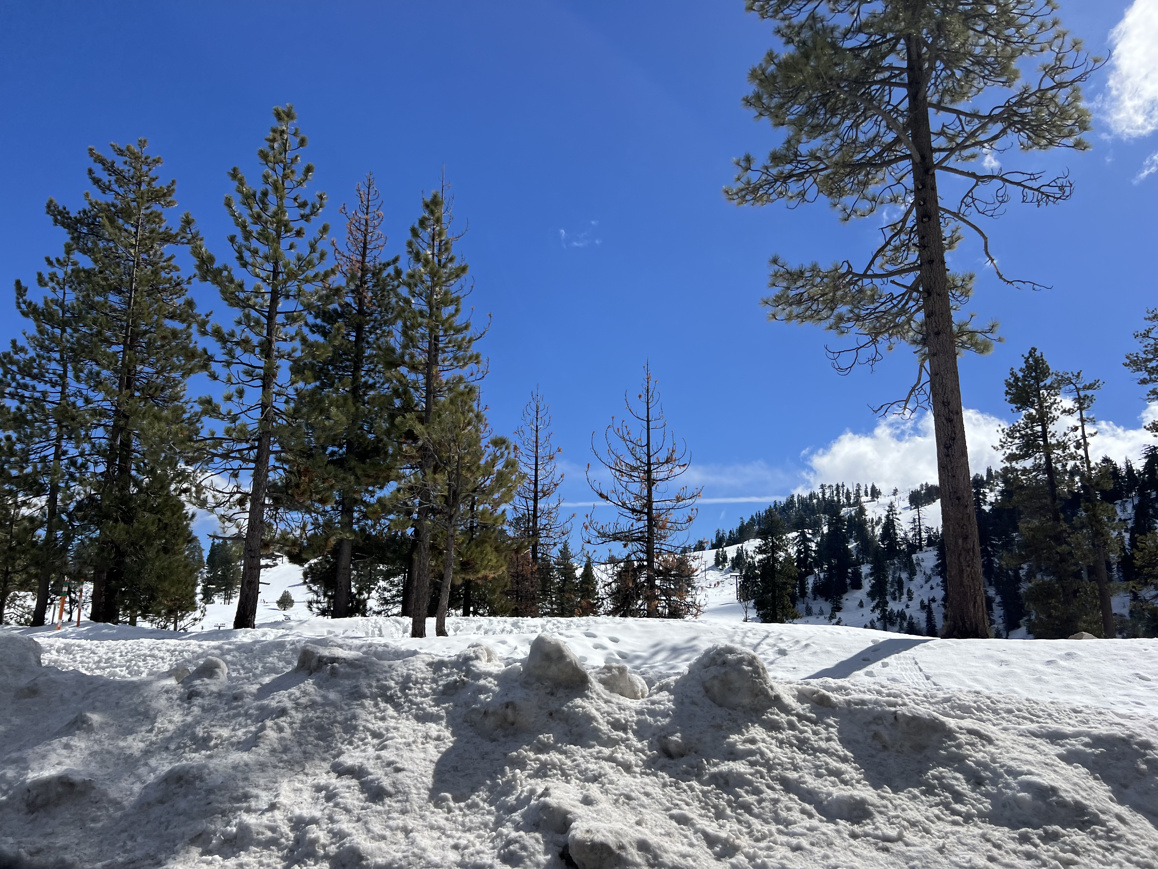 Img: fir, plant, tree, pine, conifer, nature, outdoors, scenery