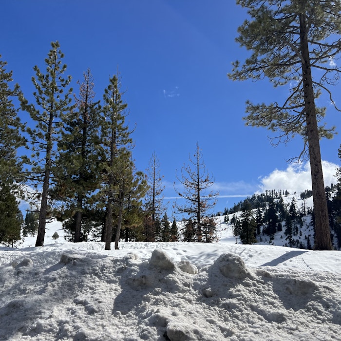 Img: fir, plant, tree, pine, conifer, nature, outdoors, scenery