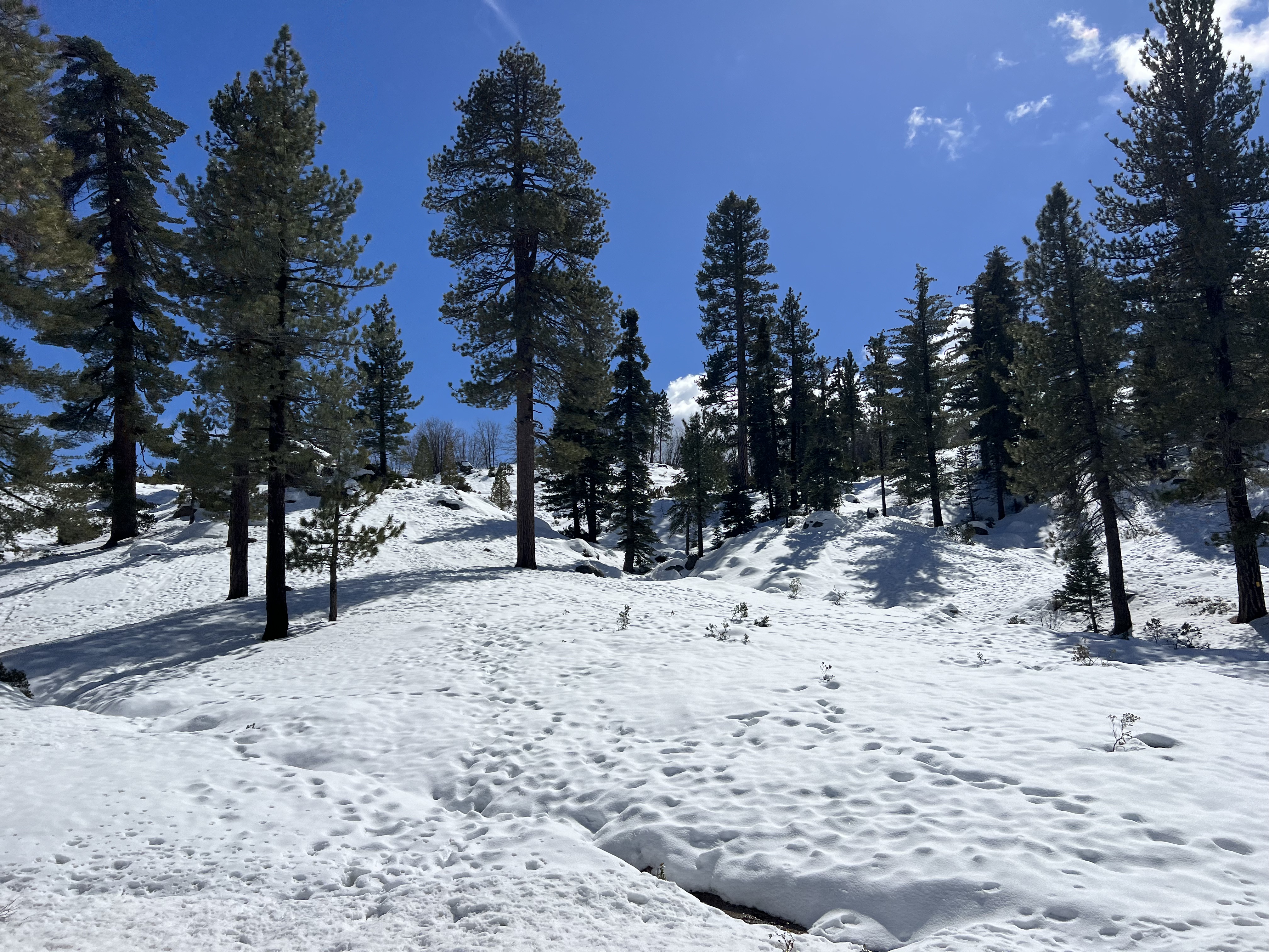 Img: fir, plant, tree, pine, conifer, nature, outdoors, scenery