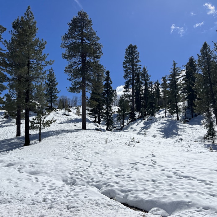 Img: fir, plant, tree, pine, conifer, nature, outdoors, scenery