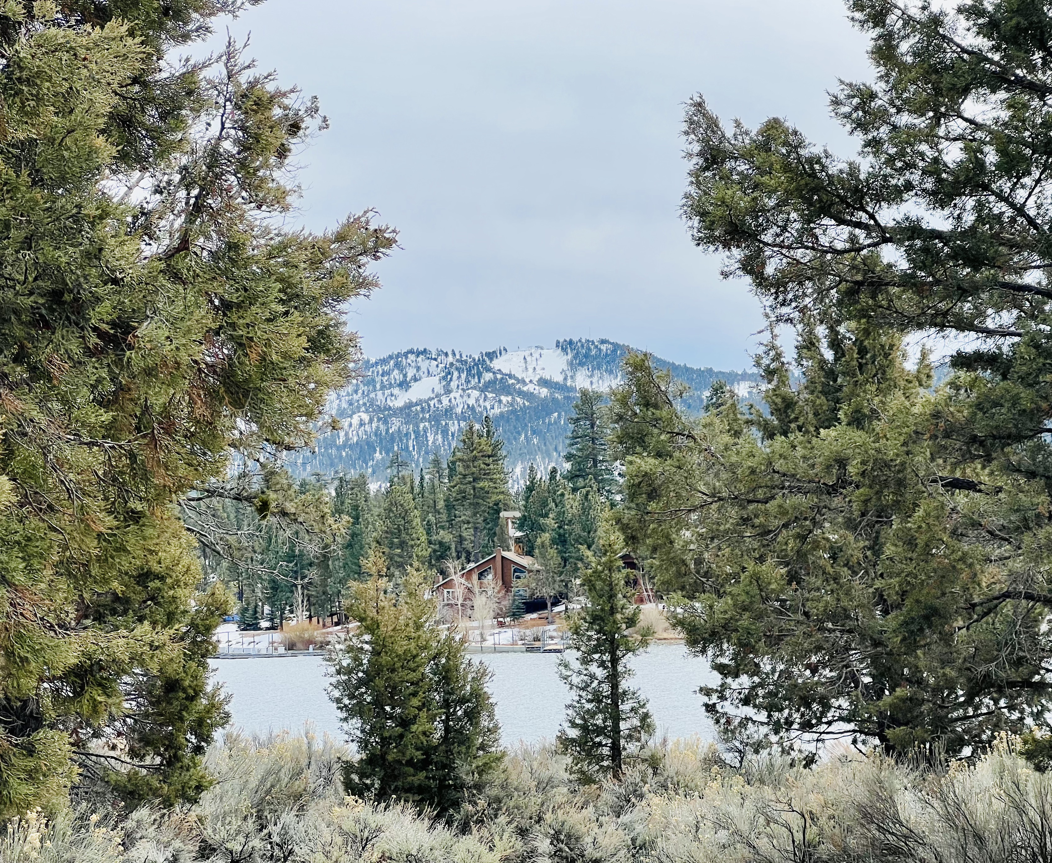 Img: tree, fir, conifer, vegetation, pine, nature, scenery, grove, woodland, wilderness