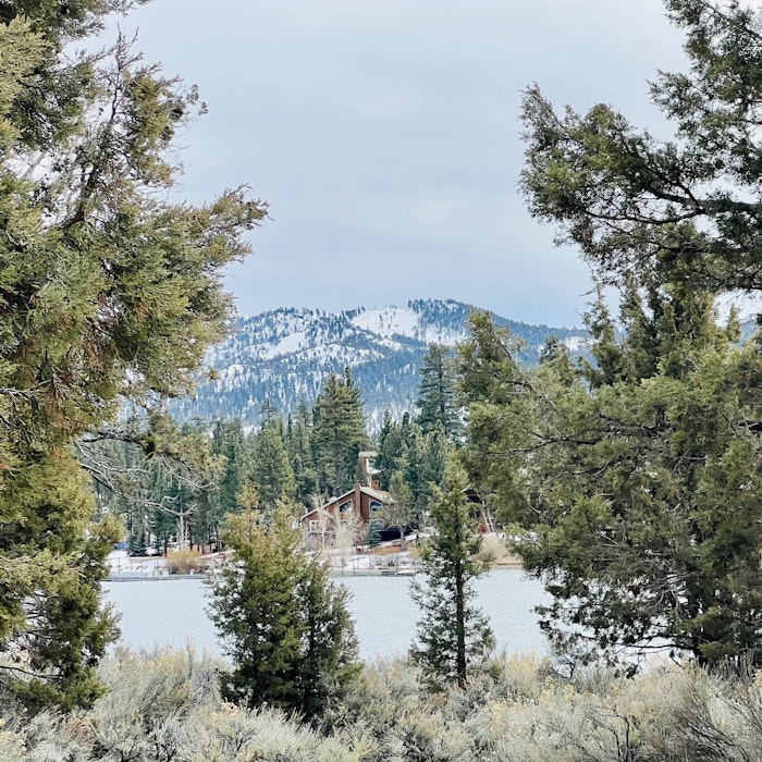 Img: tree, fir, conifer, vegetation, pine, nature, scenery, grove, woodland, wilderness