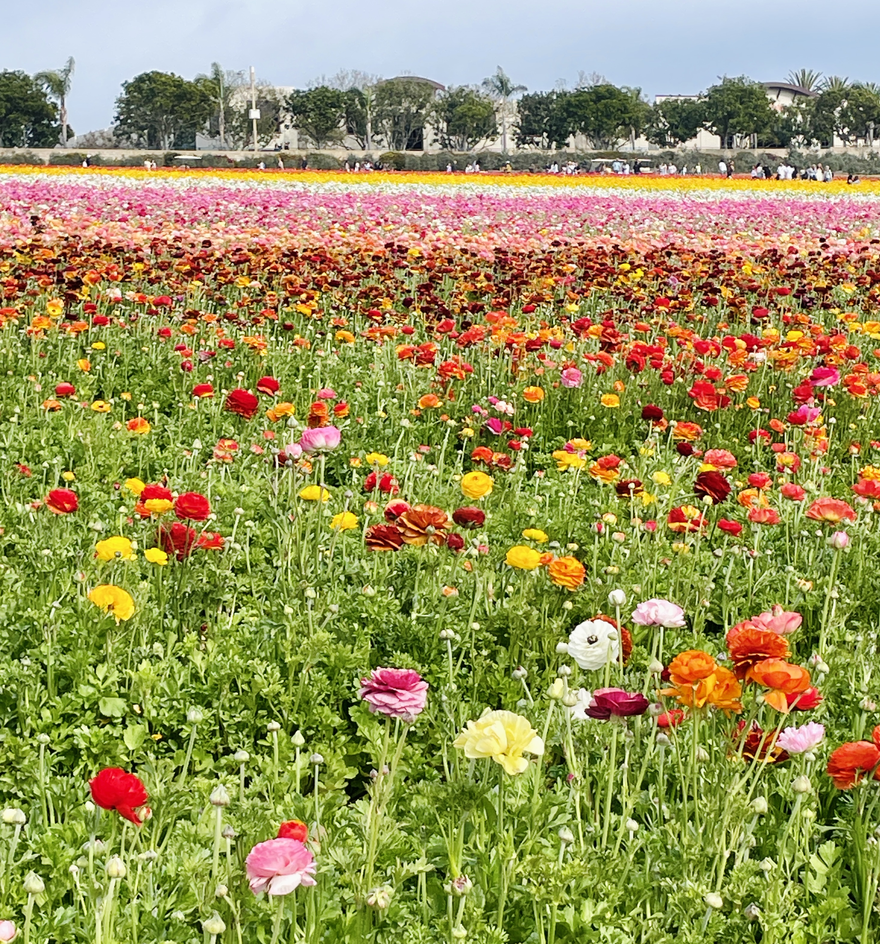 Img 2098: flower, petal, field, anemone, grassland, nature, outdoors, daisy, meadow, dahlia