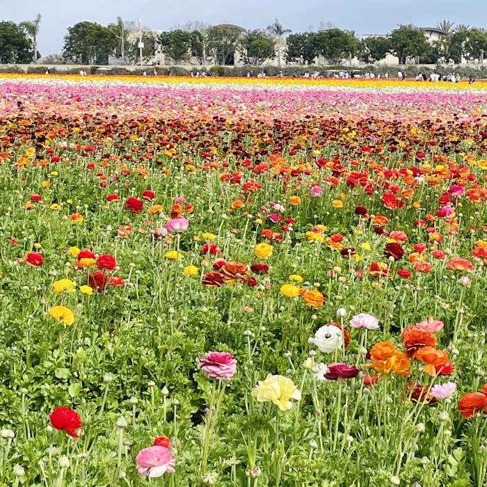 Img 2098: flower, petal, field, anemone, grassland, nature, outdoors, daisy, meadow, dahlia