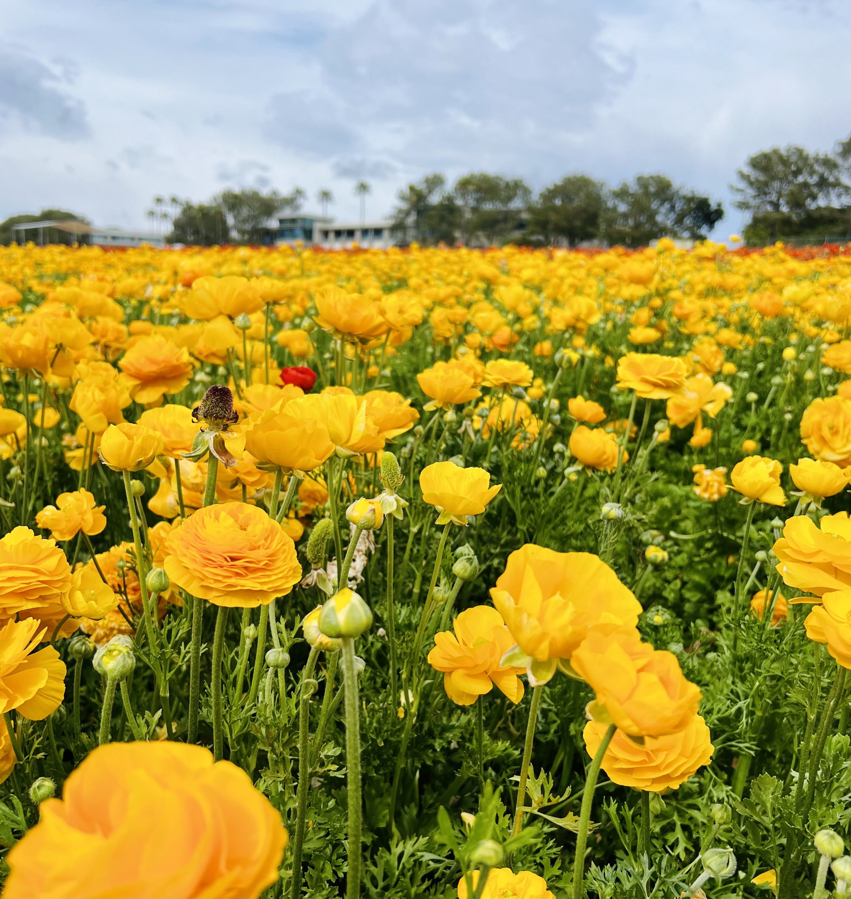 Img: field, grassland, nature, outdoors, meadow, flower, petal, anemone, summer, daisy