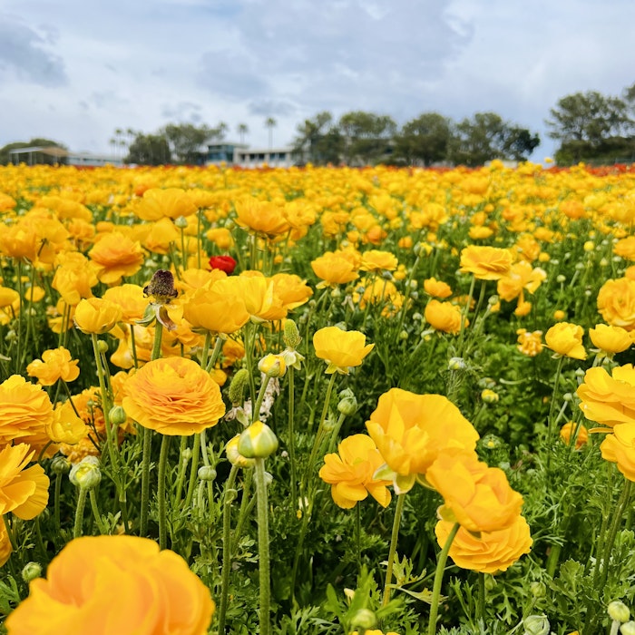 Img: field, grassland, nature, outdoors, meadow, flower, petal, anemone, summer, daisy