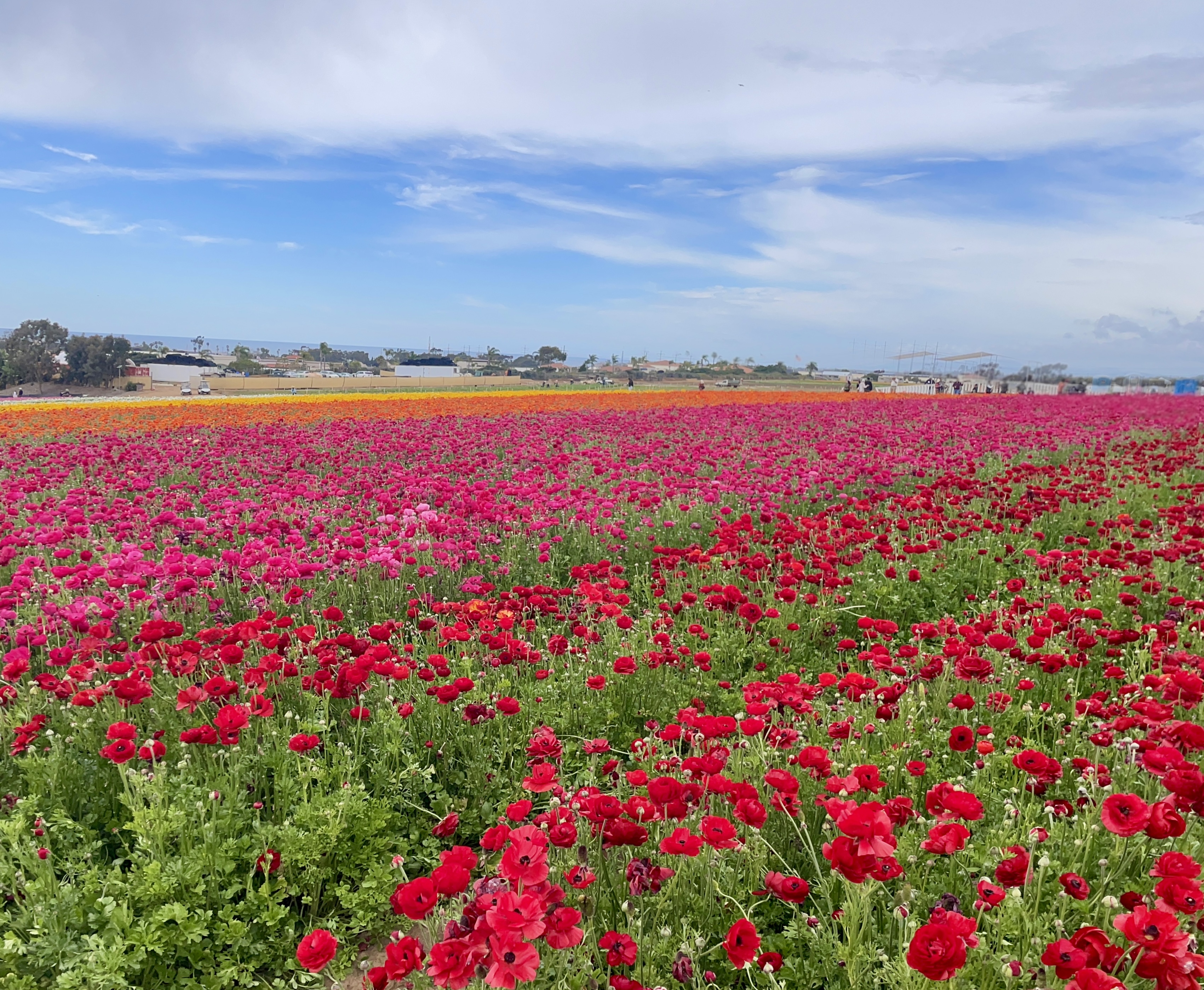 Img 2080: nature, outdoors, sky, scenery, flower, petal, plant, horizon, person, landscape