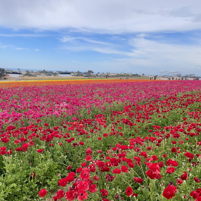 Img 2080: nature, outdoors, sky, scenery, flower, petal, plant, horizon, person, landscape