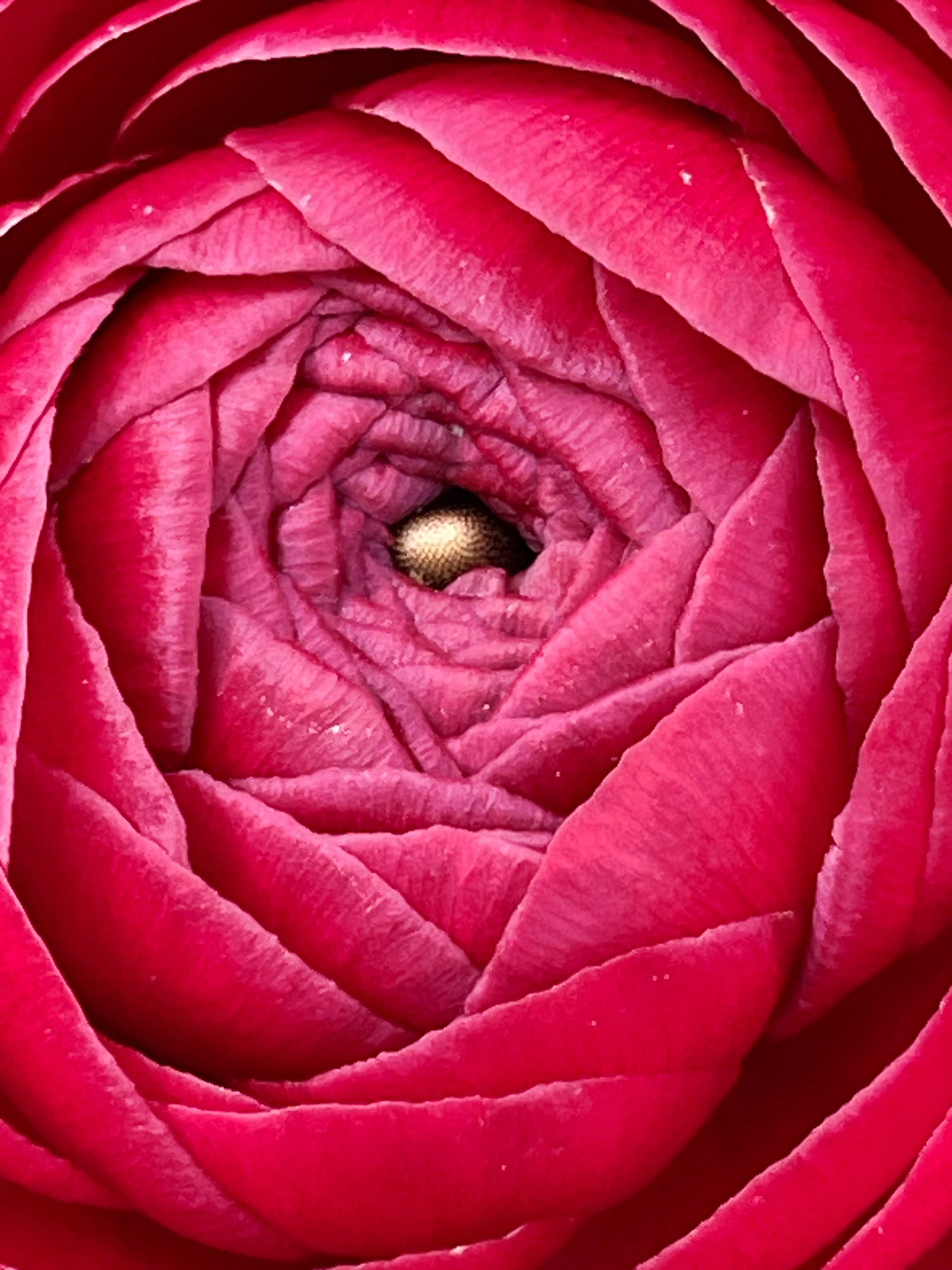 Img 2068: flower, plant, rose, petal