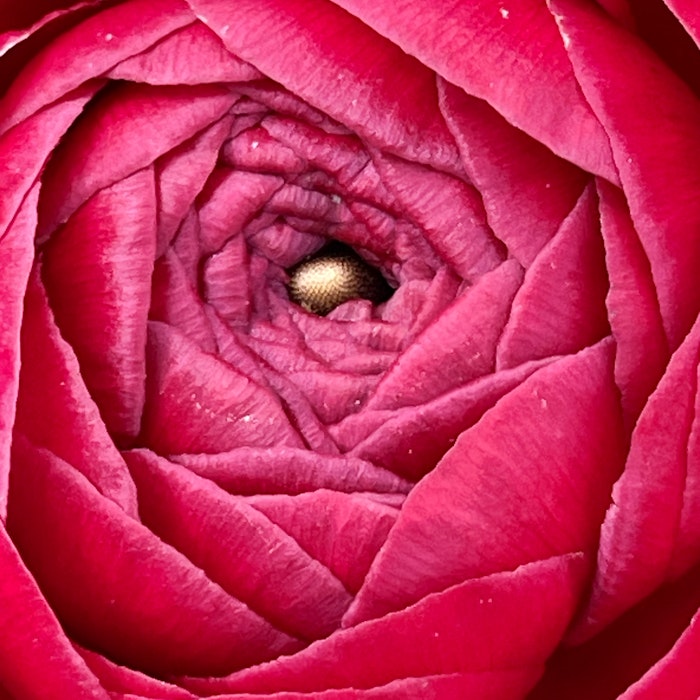 Img 2068: flower, plant, rose, petal